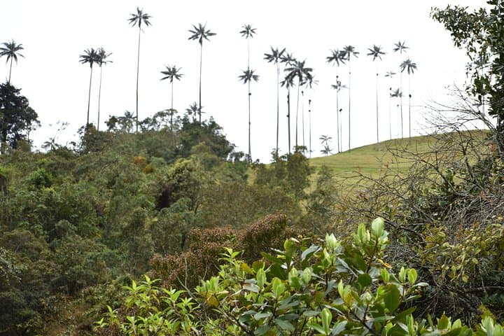 Acaime Reserve: Cloud-Forest Birding Walk and Suspension Bridges in Cocora Valley photo 5