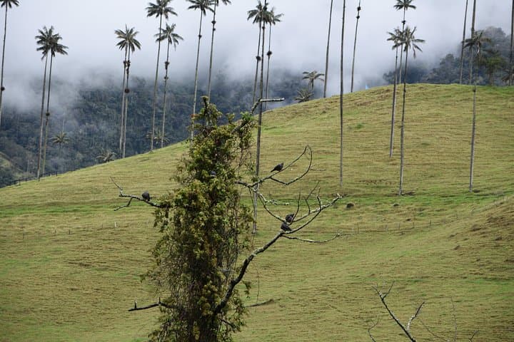 Acaime Reserve: Cloud-Forest Birding Walk and Suspension Bridges in Cocora Valley photo 6