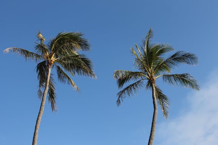 Waikiki Electric Scooter Tour: Diamond Head, Gold Coast & Açai Experience photo 4