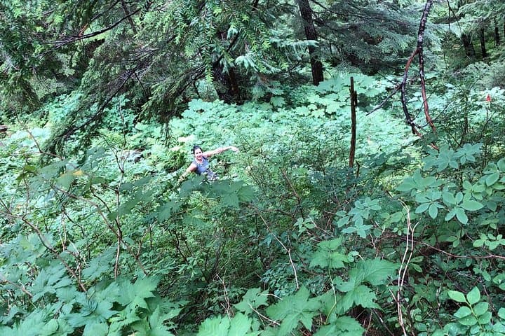 Totem Bight & Ward Creek Rainforest Walking Tour from Ketchikan photo 4