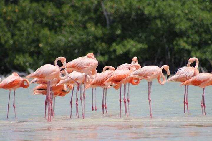 Rio Lagartos & Las Coloradas Private Tour from Merida: Pink Lakes, Flamingos & Cenote Swim photo 3