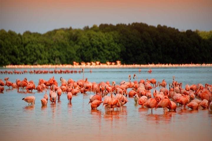 Rio Lagartos & Las Coloradas Private Tour from Merida: Pink Lakes, Flamingos & Cenote Swim photo 6