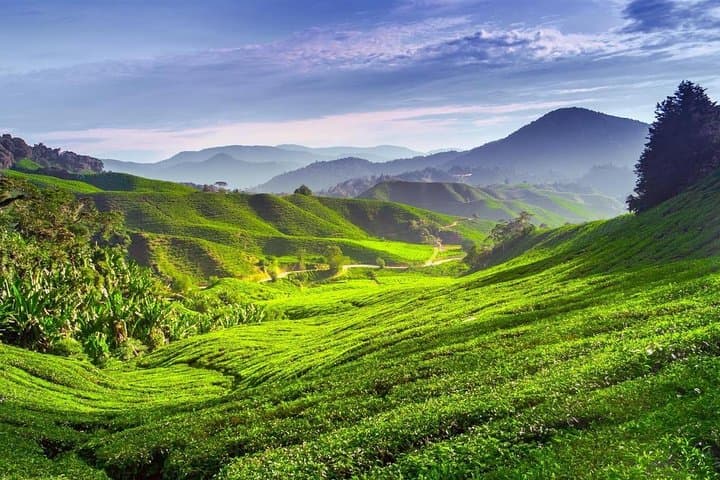 Cameron Highlands private day tour from Kuala Lumpur — tea estates, strawberry farms & bee apiaries photo 2