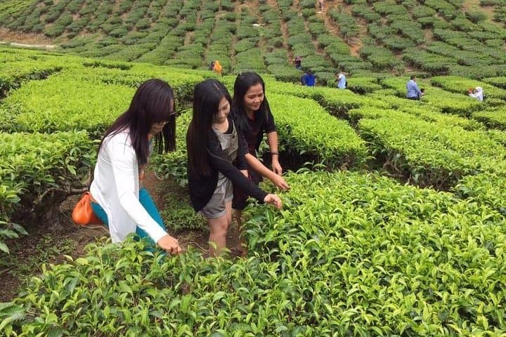 Cameron Highlands private day tour from Kuala Lumpur — tea estates, strawberry farms & bee apiaries photo 1