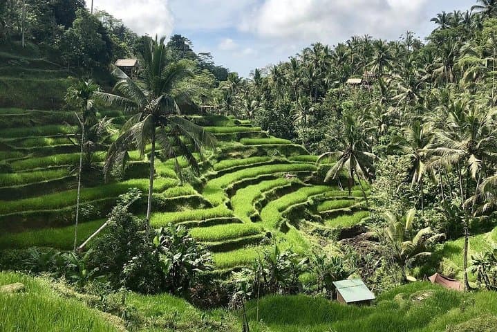 Ubud Floating Breakfast and Tegallalang Rice Terrace Private Tour — 8‑Hour Ubud Highlights photo 2