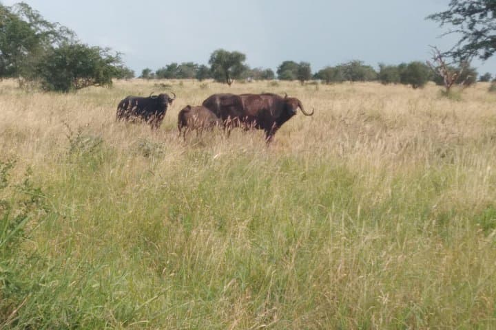 Shimba Hills One-Day Safari & Sheldrick Falls Walk photo 2