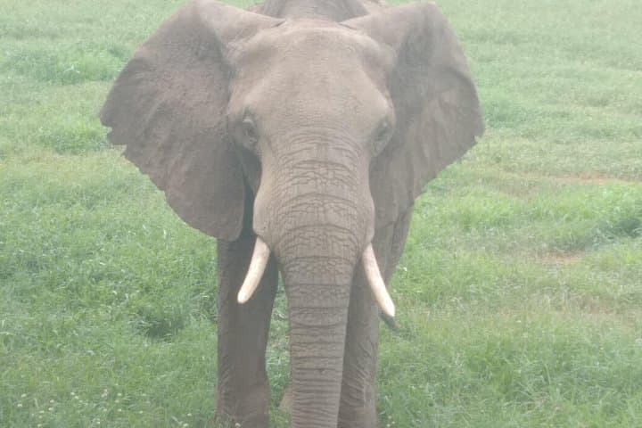 Shimba Hills One-Day Safari & Sheldrick Falls Walk photo 3