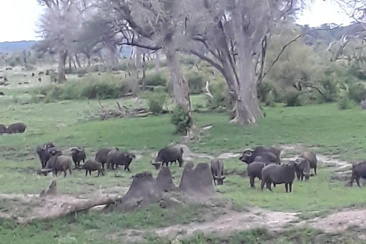 Full-Day Chobe Safari: Game Drive, River Cruise & Lunch from Victoria Falls photo 2