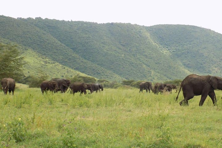 6-Day Tanzania Wildlife Safari: Tarangire to Ngorongoro (Camping Adventure)