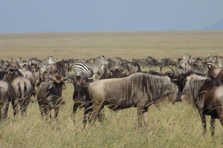 6-Day Tanzania Wildlife Safari: Tarangire to Ngorongoro (Camping Adventure) photo 2