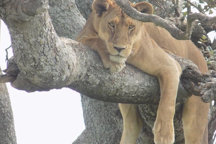 6-Day Tanzania Wildlife Safari: Tarangire to Ngorongoro (Camping Adventure) photo 3
