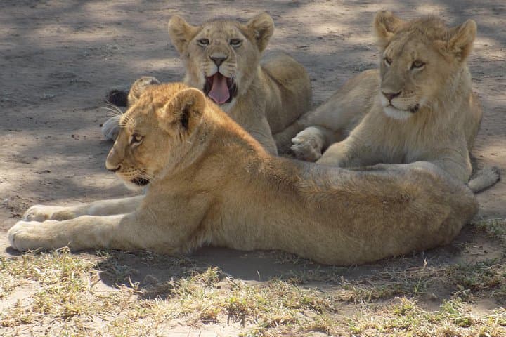 6-Day Tanzania Wildlife Safari: Tarangire to Ngorongoro (Camping Adventure) photo 4