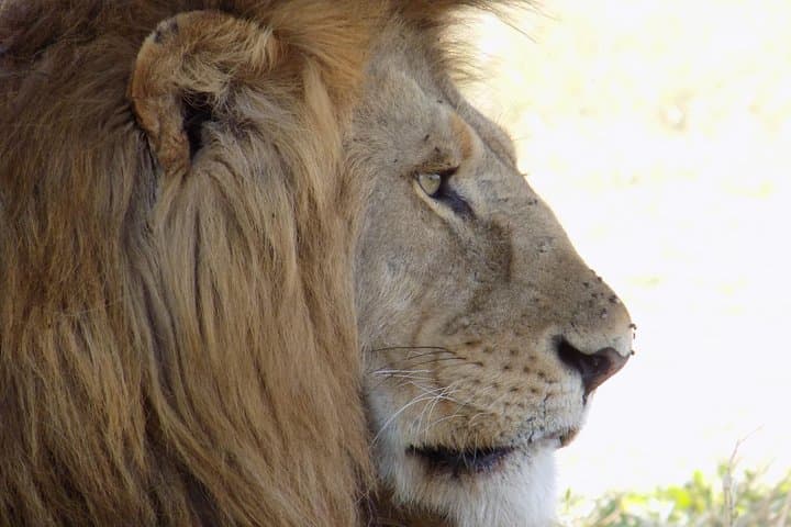 6-Day Tanzania Wildlife Safari: Tarangire to Ngorongoro (Camping Adventure) photo 5