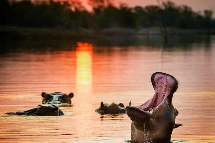 Full-Day Chobe Safari: Game Drive, River Cruise & Lunch from Victoria Falls photo 1