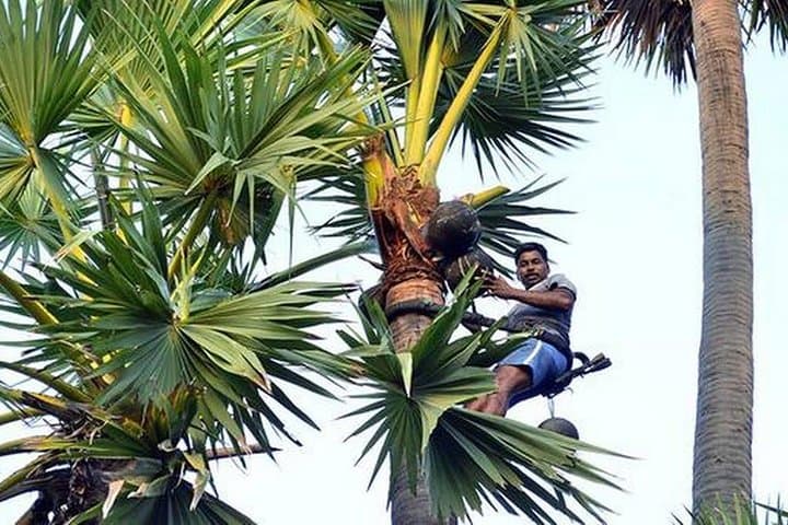 Cycling Negombo’s Palm Roads: Toddy Hunt Countryside Ride photo 3