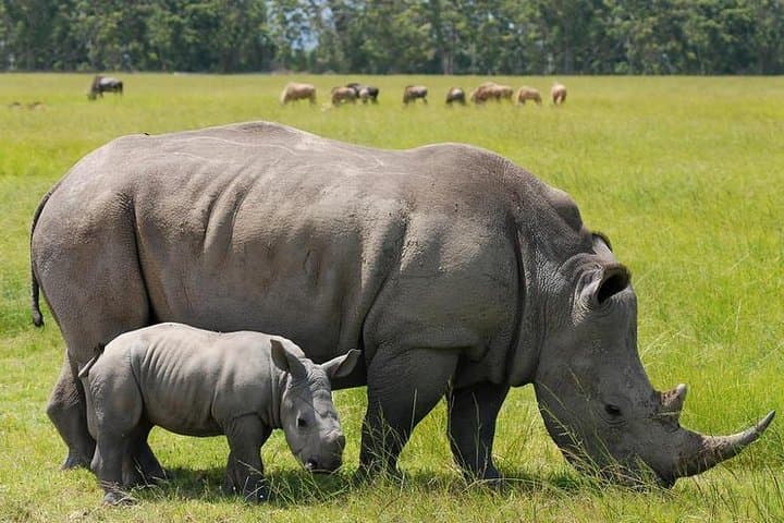 Nairobi National Park Afternoon Game Drive — Urban Safari Under the City Skyline