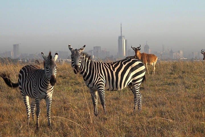 Nairobi National Park Afternoon Game Drive — Urban Safari Under the City Skyline photo 3