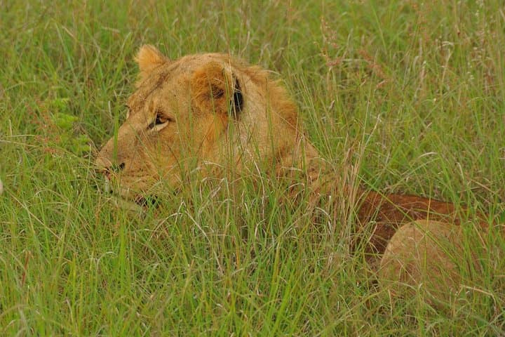 Nairobi National Park Afternoon Game Drive — Urban Safari Under the City Skyline photo 5