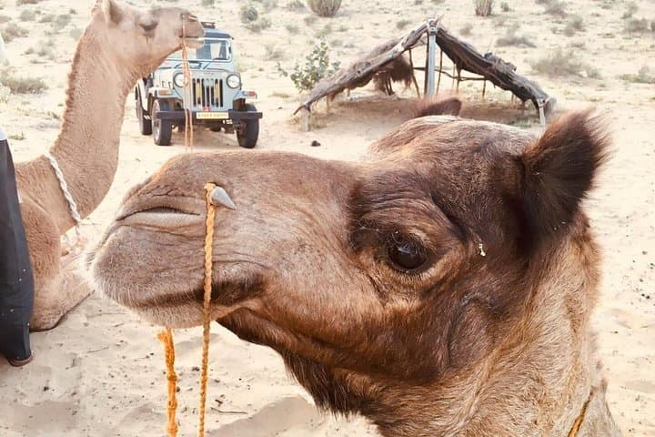 Sunset Thar Desert Safari & Camel Ride with Dinner — Jaisalmer photo 2