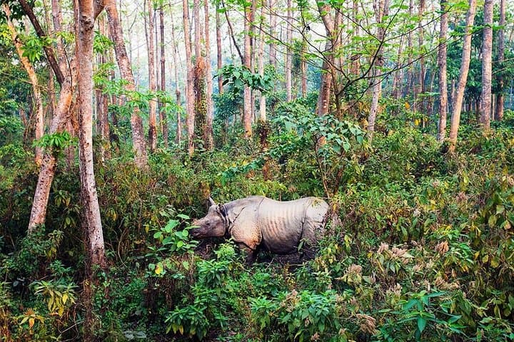 Luxury 2-Night Chitwan Safari from Kathmandu or Pokhara photo 5
