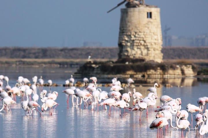 Morning Salt Pans & Windmills: Saline di Trapani Tour