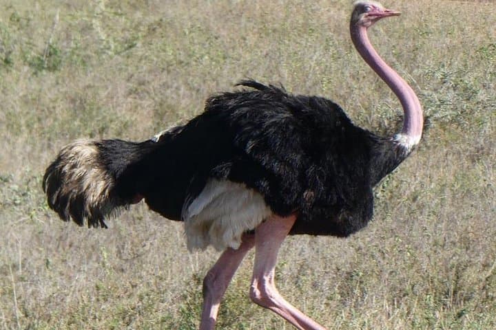 5-Day Serengeti Safari: Witness the Great Wildebeest Migration photo 1