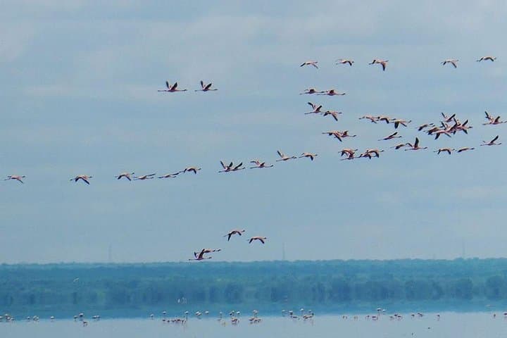 5-Day Serengeti Safari: Witness the Great Wildebeest Migration photo 2