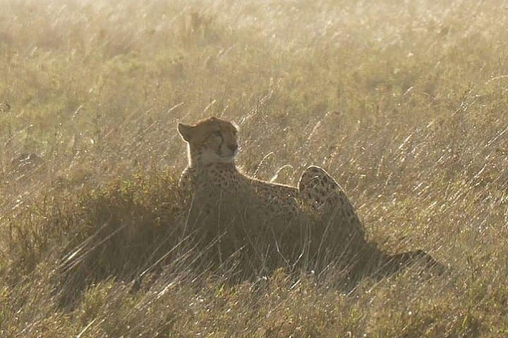 5-Day Serengeti Safari: Witness the Great Wildebeest Migration photo 3