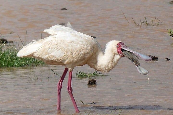 Tarangire Day Safari: Elephants, Baobabs & Rift Valley Game Drives photo 2