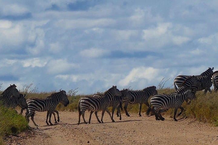 Tarangire Day Safari: Elephants, Baobabs & Rift Valley Game Drives