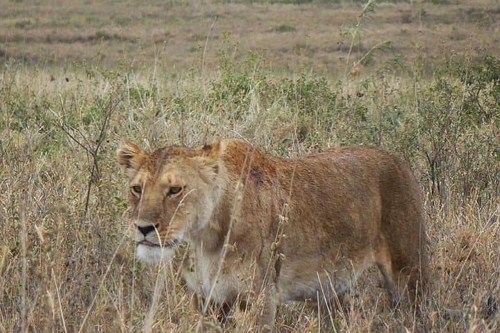 Ngorongoro Crater 1-Day Safari: Complete Guide to the Wildlife & Geology photo 4