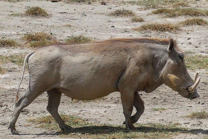 Ngorongoro Crater 1-Day Safari: Complete Guide to the Wildlife & Geology photo 2