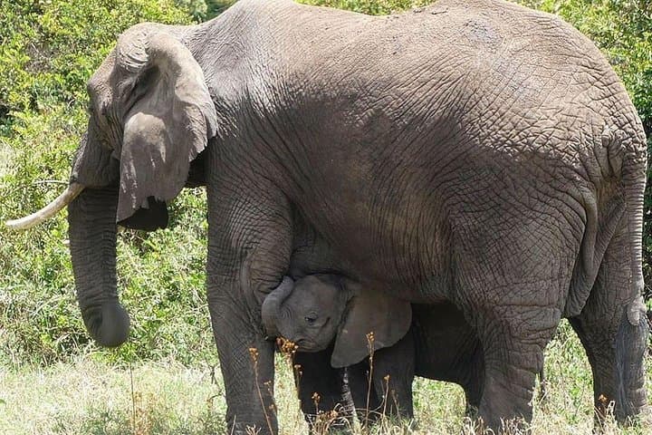 3-Day Tarangire, Ngorongoro & Lake Manyara Safari from Arusha photo 2