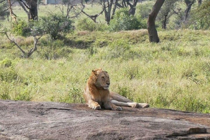 Ngorongoro Crater 1-Day Safari: Complete Guide to the Wildlife & Geology photo 5
