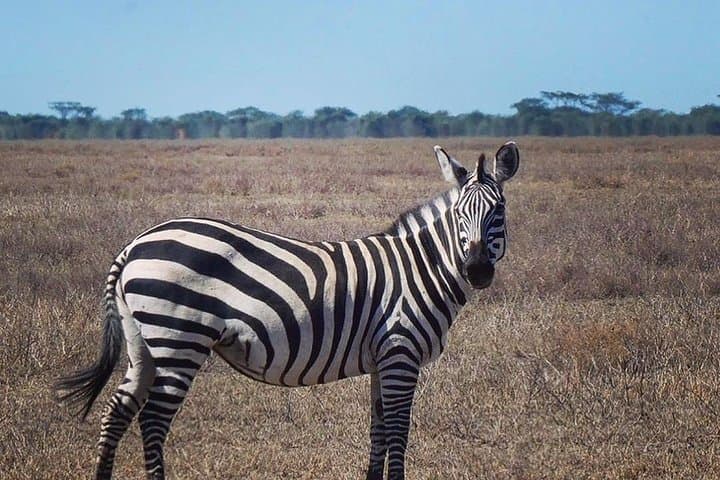 3-Day Tarangire, Ngorongoro & Lake Manyara Safari from Arusha photo 4