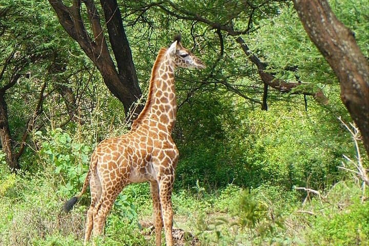 Ngorongoro Crater 1-Day Safari: Complete Guide to the Wildlife & Geology photo 6