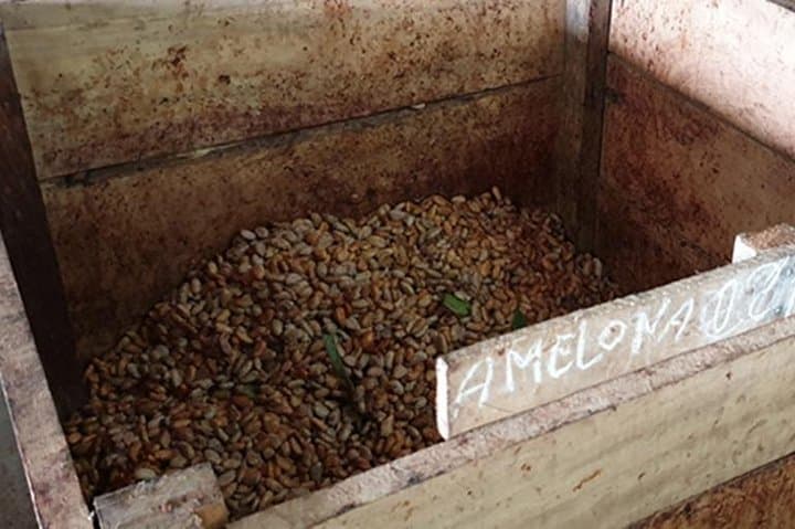 Cacao Road Excursion: Cocoa Plantations, Processing & Tasting on Sao Tome photo 4