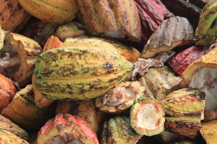 Cacao Road Excursion: Cocoa Plantations, Processing & Tasting on Sao Tome