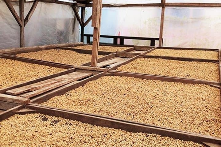 Coffee Road Excursion in São Tomé: Plantation Tours, Roasting & Tastings photo 4
