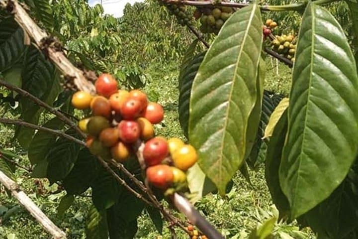 Coffee Road Excursion in São Tomé: Plantation Tours, Roasting & Tastings photo 2
