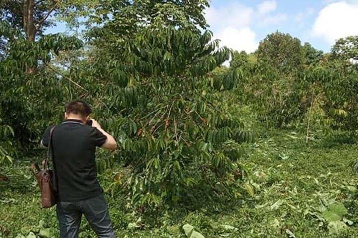 Coffee Road Excursion in São Tomé: Plantation Tours, Roasting & Tastings photo 3