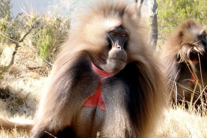 Debre Libanos and Blue Nile Gorge Day Trip from Addis Ababa