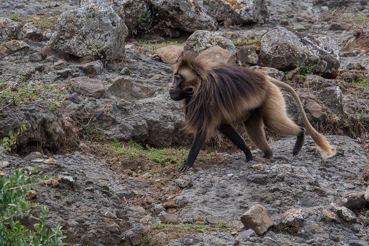 Debre Libanos and Blue Nile Gorge Day Trip from Addis Ababa photo 3