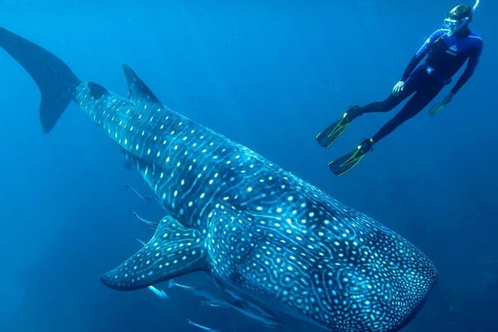 Swim With Whale Sharks Near Isla Mujeres: Seasonal Guide & Practical Tips