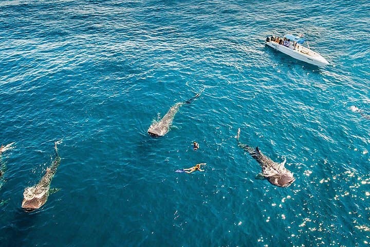 Swim With Whale Sharks Near Isla Mujeres: Seasonal Guide & Practical Tips photo 2
