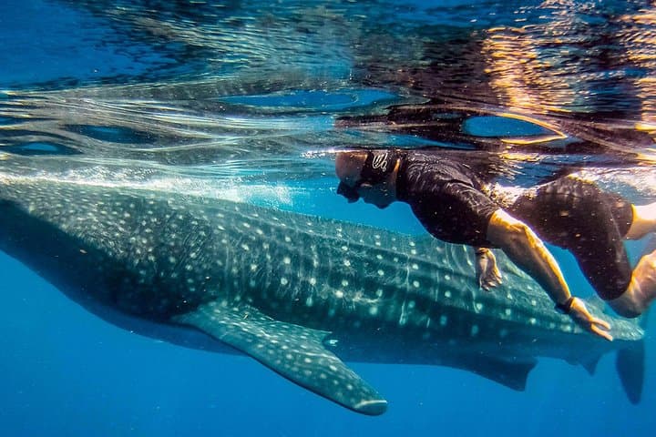 Swim With Whale Sharks Near Isla Mujeres: Seasonal Guide & Practical Tips photo 6