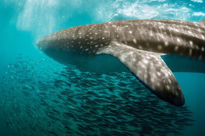 Swim With Whale Sharks Near Isla Mujeres: Seasonal Guide & Practical Tips photo 3