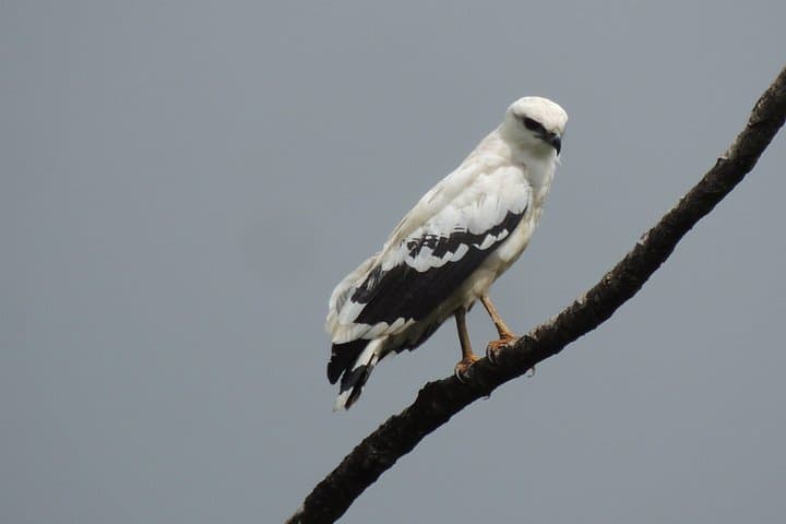 Rio Celeste Wildlife Boat Safari — Tenorio Birding & Photography Tour photo 3
