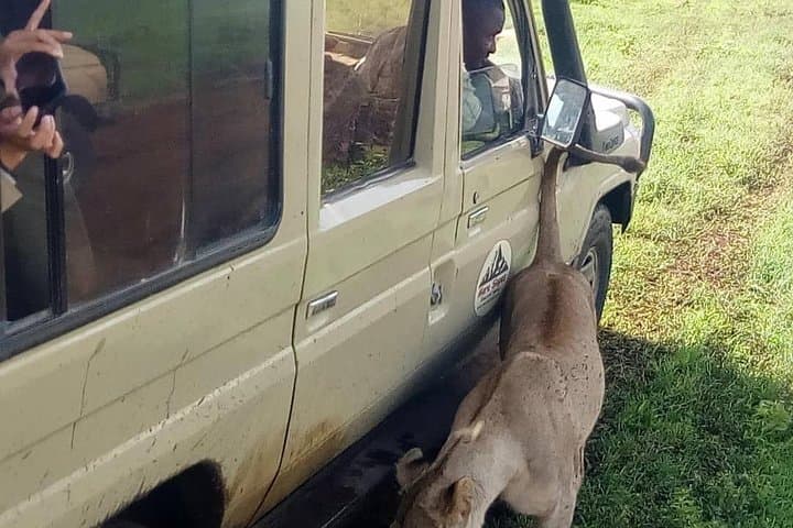 Tarangire Day Safari from Arusha — Private Game Drive to See Elephant Herds photo 5