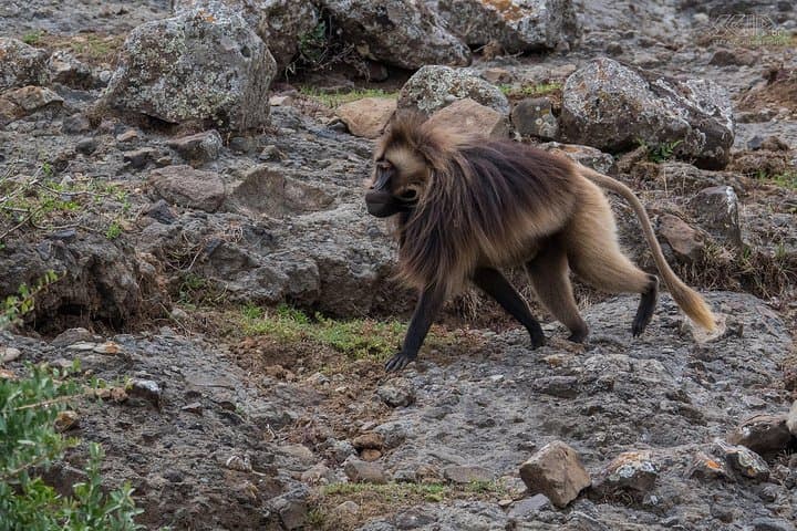 Debre Libanos & Portuguese Bridge Day Trip from Addis Ababa photo 5